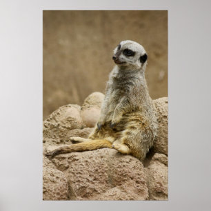 Póster Meetkat Posterq