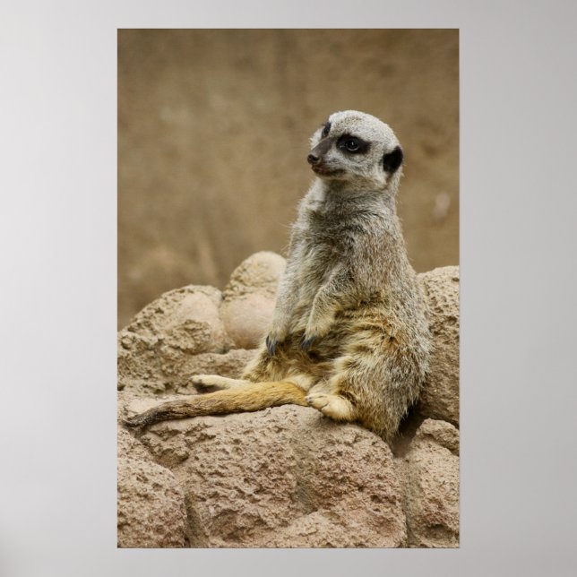 Póster Meetkat Posterq (Frente)