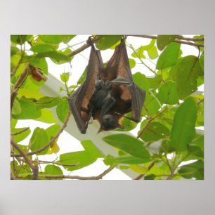 Poster Megabat