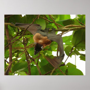 Poster Megabat