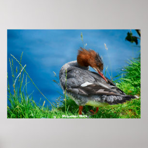 Poster Meganser Duck