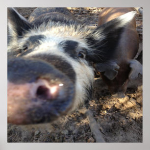 Poster Megohm o porco