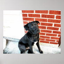 Meia-noite faz uma pose para a câmera