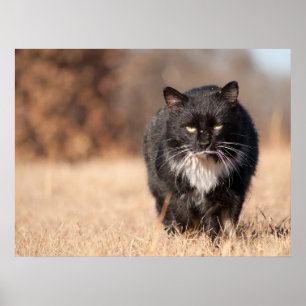 Póster Meia Parecendo Suave