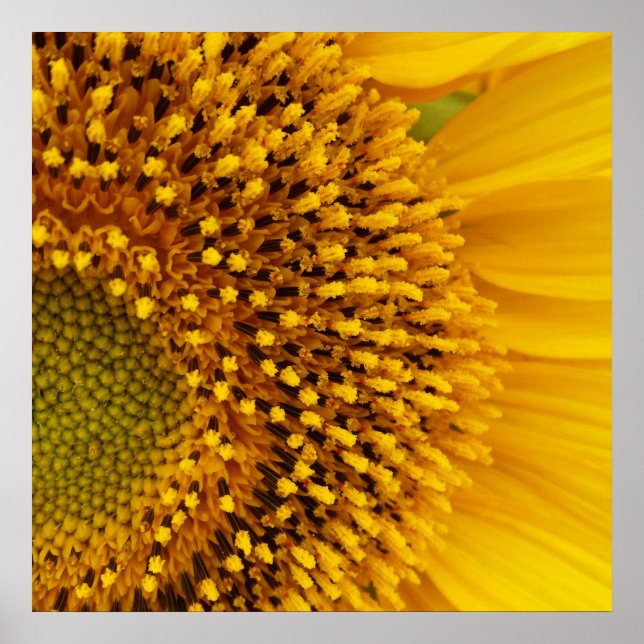 Poster meio círculo (Frente)