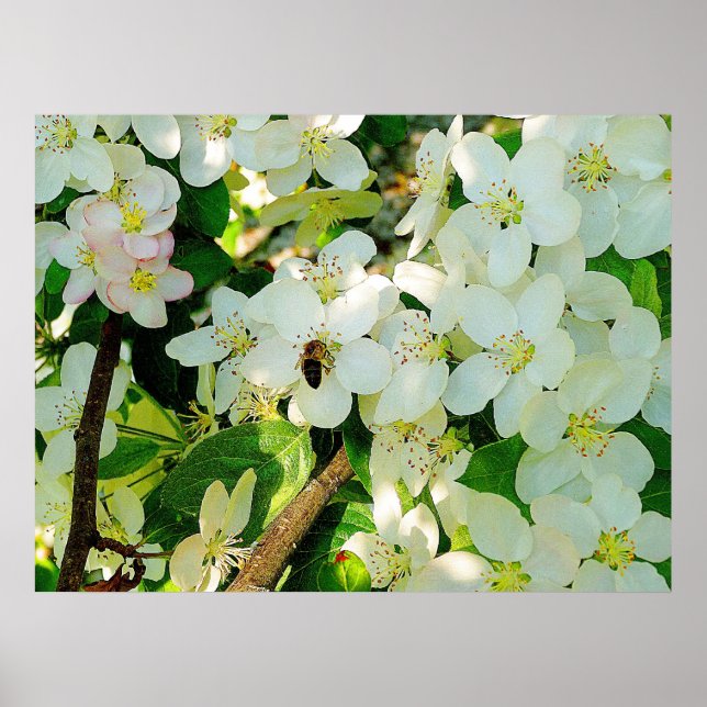 Póster Mel fazer (Frente)