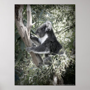 Poster Melbourne - Koala que senta-se na árvore de goma
