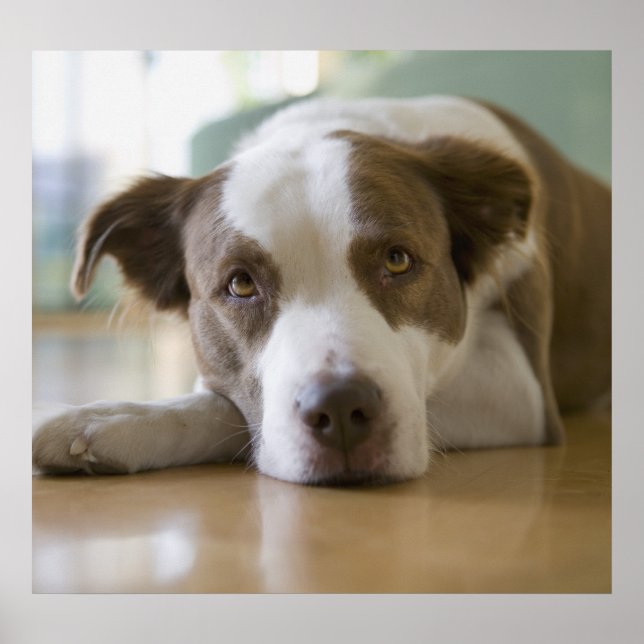 Poster Melhor Amigo (Frente)