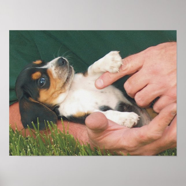 Póster Melhor Amigo do Homem (Frente)