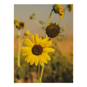 Póster Melhor Foto Girassol Amarelo