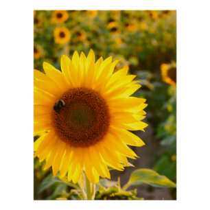 Póster Melhor Foto Girassol Amarelo