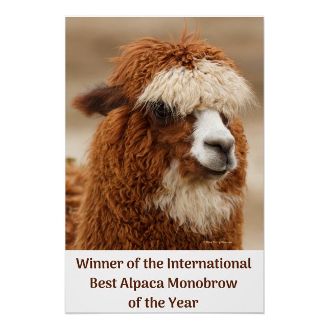 Póster Melhor Sobrancelha Única de Alpaca (Frente)