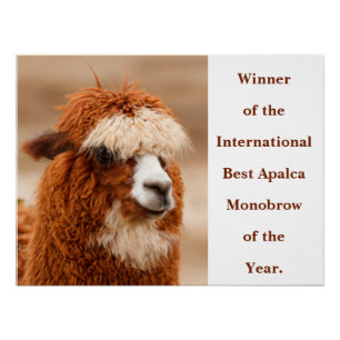 Póster Melhor Sobrancelha Única de Alpaca