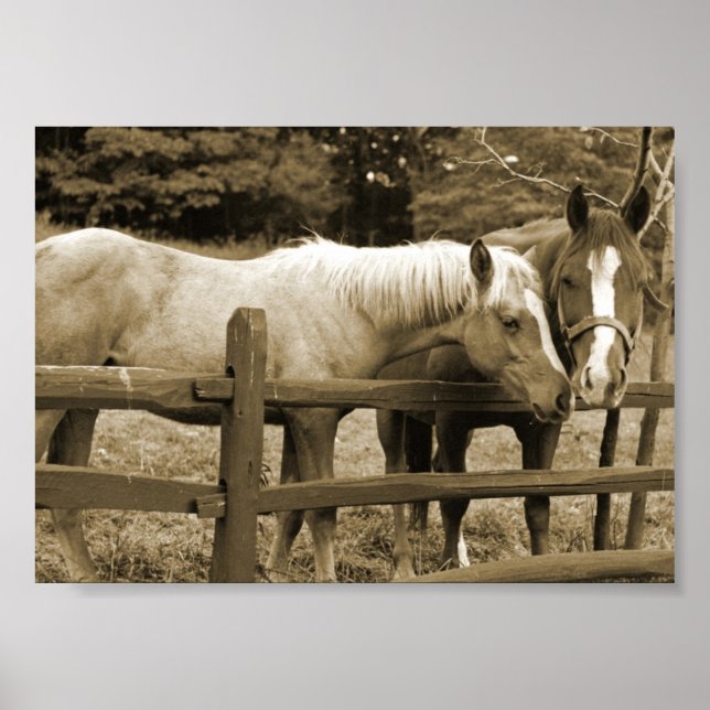 Póster Melhores Amigos (Frente)