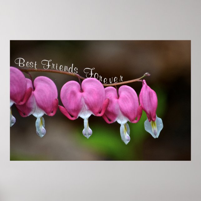 Poster Melhores Amigos para Sempre (Frente)