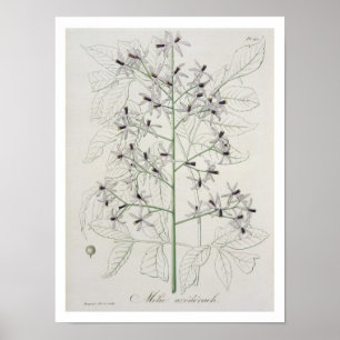 Póster Melia Azedarach de "Phytographie Medicale" por Jo