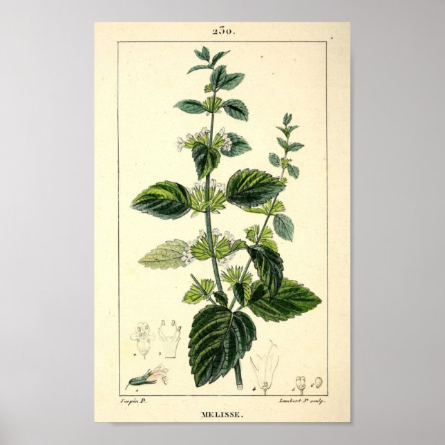 Poster Melisse, Lemon Balm (Melissa officinalis) Impressã (Frente)