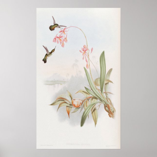 Poster Mellisuga Minima Beija-flores por John Gould (Frente)