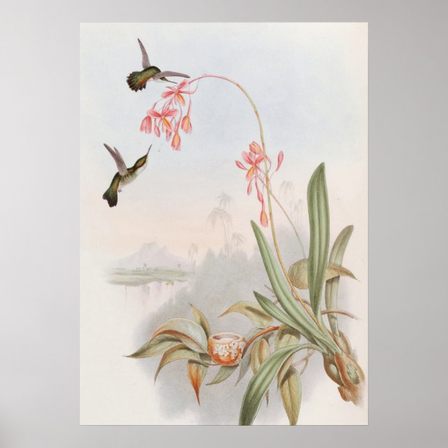 Poster Mellisuga Minima Beija-flores por John Gould (Frente)