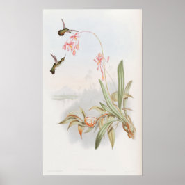 Poster Mellisuga Minima Hummingbirds by John Gould