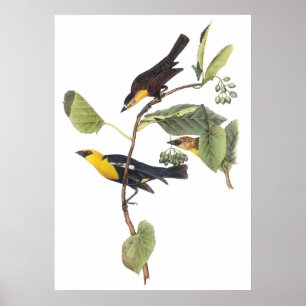Póster melro Amarelo-dirigido