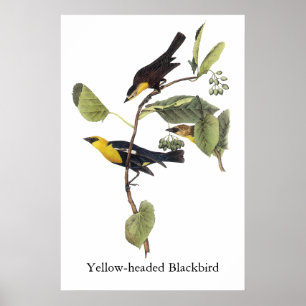 Poster melro Amarelo-dirigido - John Audubon