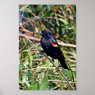 Póster melro Vermelho-voado