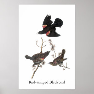 Póster Melro Vermelho-Voado, John Audubon