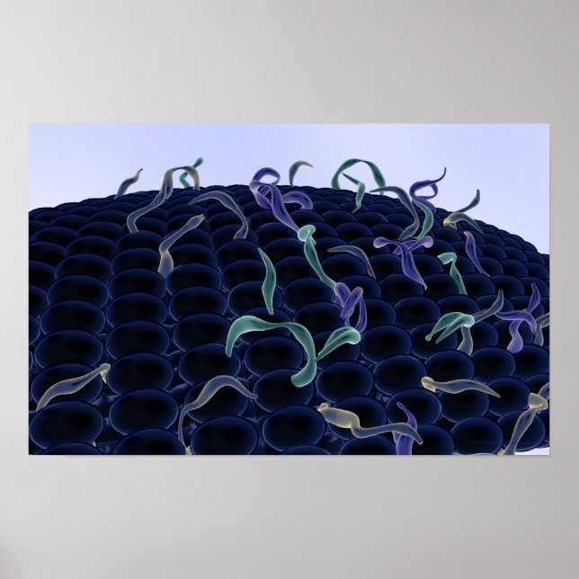 Poster Membrana celular amplificada (Frente)