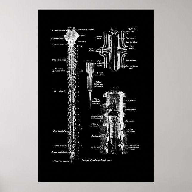 Poster Membrana da Anatomia da Medula Espiral (Frente)