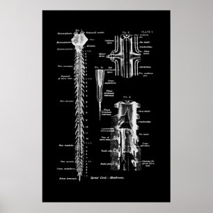Poster Membrana de Arte da Anatomia da Medula Espinhal