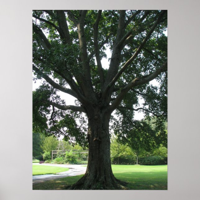 Póster Membros (Frente)