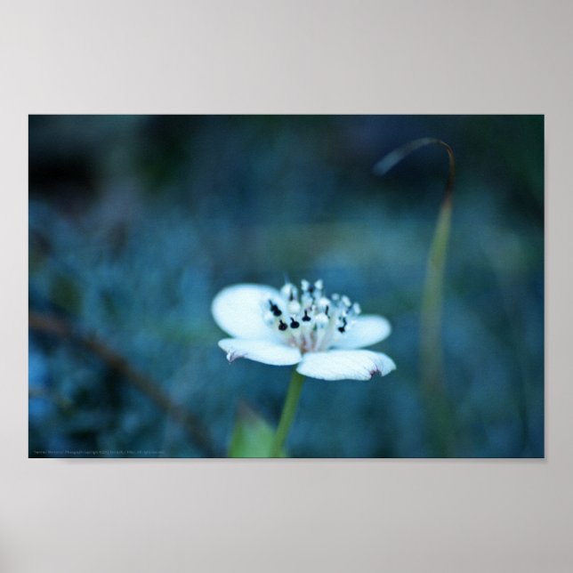 Póster Memórias de Verão (Frente)