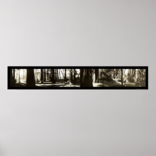 Poster Mendocino, CA Redwoods Lumberjacks Foto 1911.