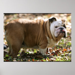 Póster Menino Chamado Sue