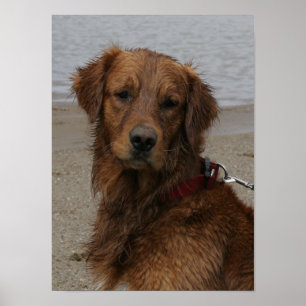 PÓSTER MENINO DE ÁGUA - GOLDEN RETRIEVER