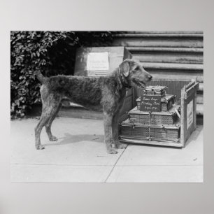 Póster Menino do Laddie do feliz aniversario, 1920