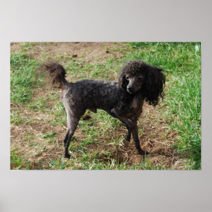 Poster Menino preto extravagante da caniche de brinquedo