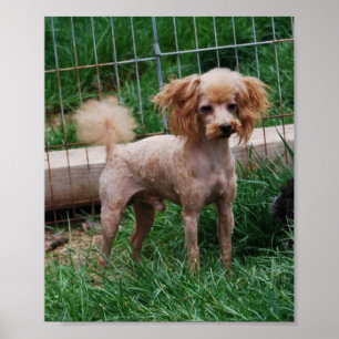 Poster Menino vermelho extravagante da caniche de