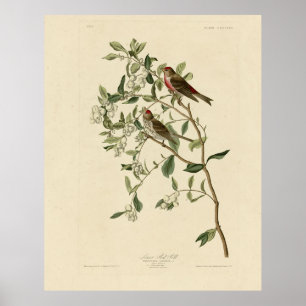 Poster Menos (comum) Red-Poll, Aves de Audubon da América