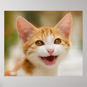 Póster Meow engraçado de sorriso bonito do gato do