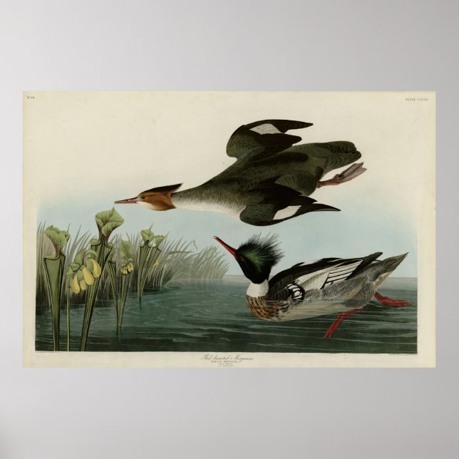 Poster Merganser de mamas vermelhas, o Pássaro da América (Frente)
