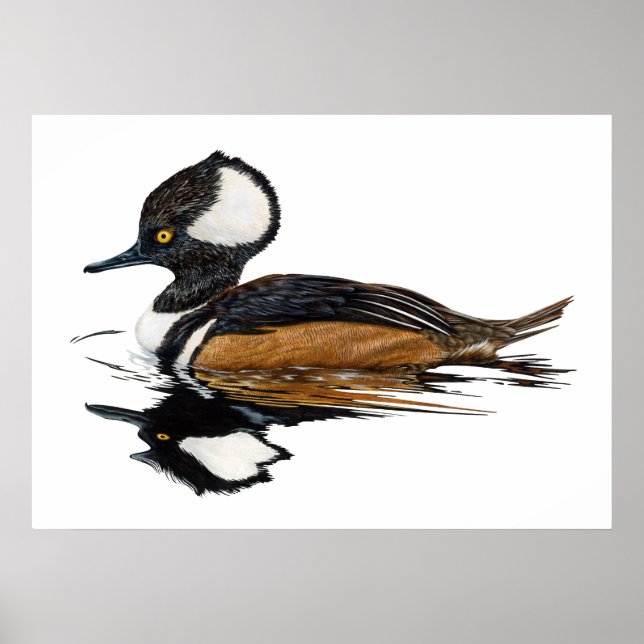 Poster Merganser Hooded (Frente)