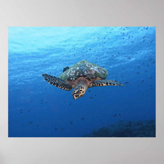 Poster Merging Hawksbill (Frente)