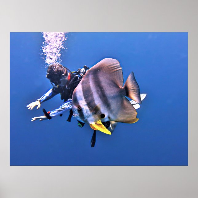 Poster Mergulhador e Batfish (Frente)