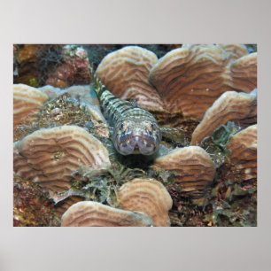 Poster Mergulhador no Coral