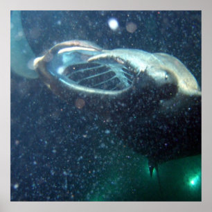 Póster Mergulhe com os Raios Manta - A Grande Ilha