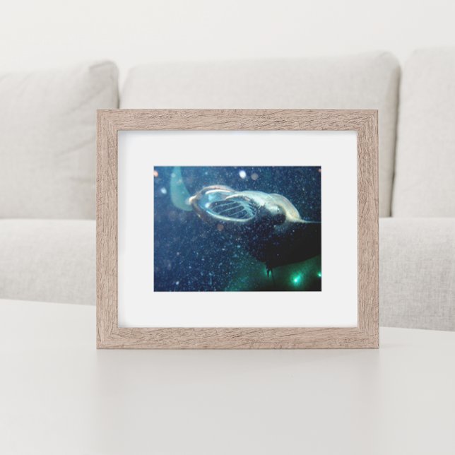 Póster Mergulhe com os Raios Manta - A Grande Ilha (Criador carregado)