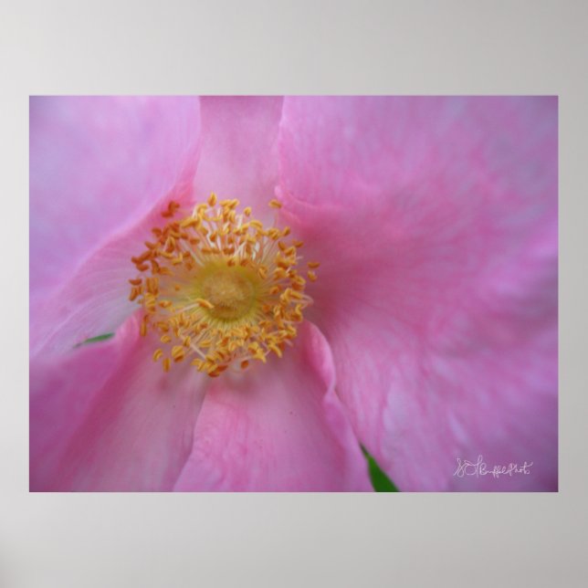 Poster Mergulhe na Zona Flor! (Frente)