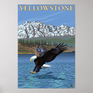 Póster Mergulho Bald Eagle - Parque Nacional de Yellowsto